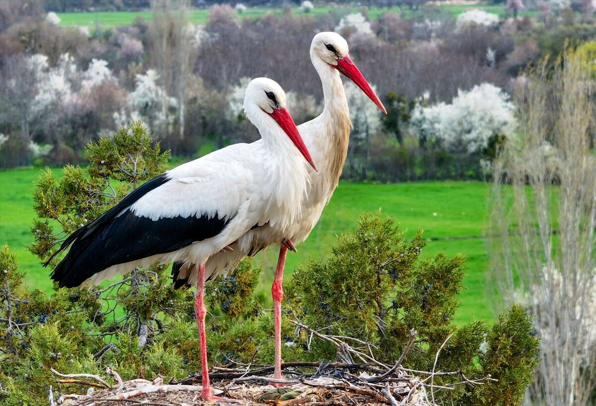 Konya’da doğanın en zarif nöbeti! Leylekler Vadisi’nde kuluçka heyecanı 2